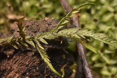 Fontinalis neomexicana