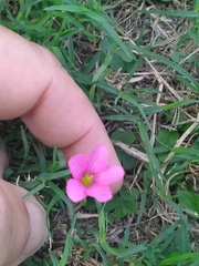 Oxalis hispidula