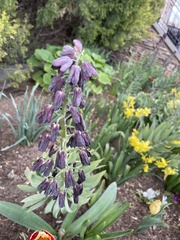 Muscari commutatum