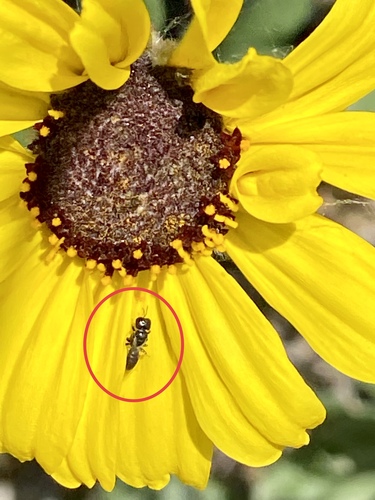 iNaturalist observation photo of Square-headed Wasps, Sand Wasps, and Allies