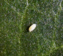 Phenacoccus peruvianus