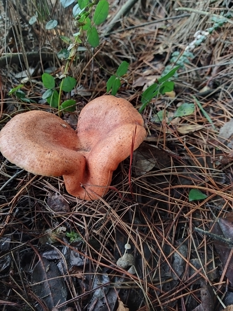 Lactarius deliciosus · April 2022 · photo: © victorvecheverria (iNaturalist, cc-by)
