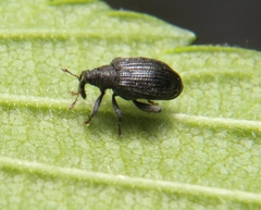 Orchestes mixtus