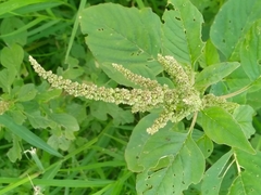 Amaranthus viridis