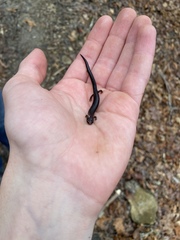 Plethodon richmondi