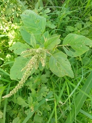Amaranthus viridis