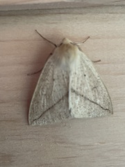 Descoreba simplex