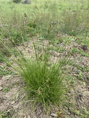 Carex subbracteata