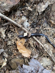 Plethodon richmondi