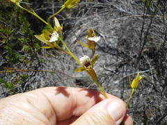 Eulophia tristis