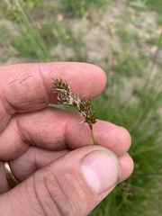 Carex subbracteata