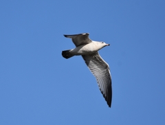 Larus delawarensis