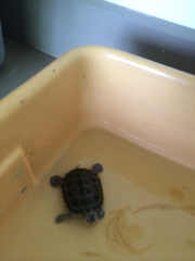 Malaclemys terrapin
