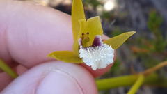 Eulophia tristis