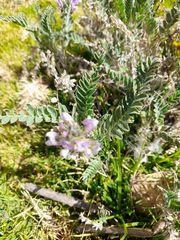 Astragalus garbancillo