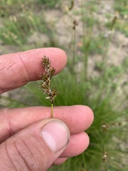 Carex subbracteata