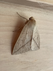 Descoreba simplex