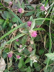 Gomphrena celosioides