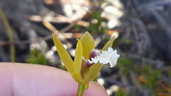 Eulophia tristis