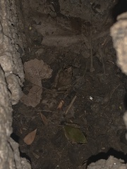 Pseudacris hypochondriaca