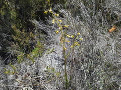 Eulophia tristis