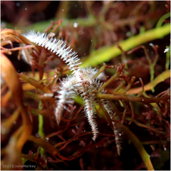 Ophiothrix spiculata