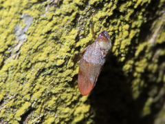Eoscarta