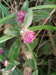 Gomphrena celosioides
