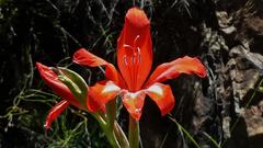 Gladiolus cardinalis