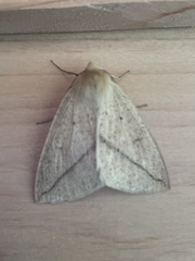 Descoreba simplex