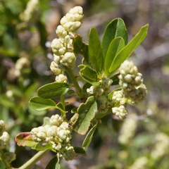 Ceanothus palmeri