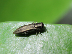 Agrilinae
