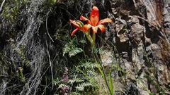 Gladiolus cardinalis