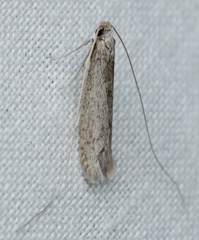 Ceromitia leptosticta