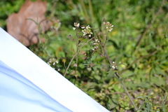 Capsella bursa-pastoris