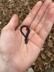Plethodon richmondi