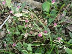 Gomphrena celosioides