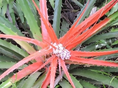 Bromelia serra