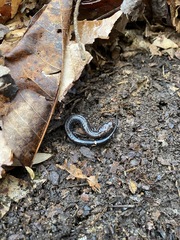 Plethodon richmondi