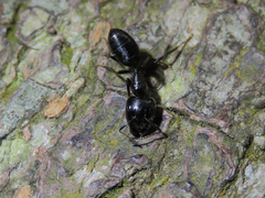 Formicoidea