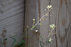 Capsella bursa-pastoris