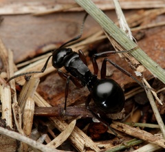 Polyrhachis patiens