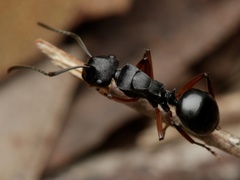 Polyrhachis patiens