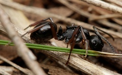 Polyrhachis patiens