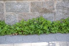 Artemisia vulgaris