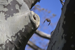 Passer domesticus