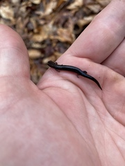 Plethodon richmondi