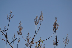 Paulownia tomentosa