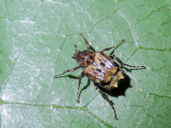 Dasyvalgus formosanus