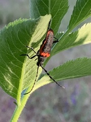 Desmocerus californicus